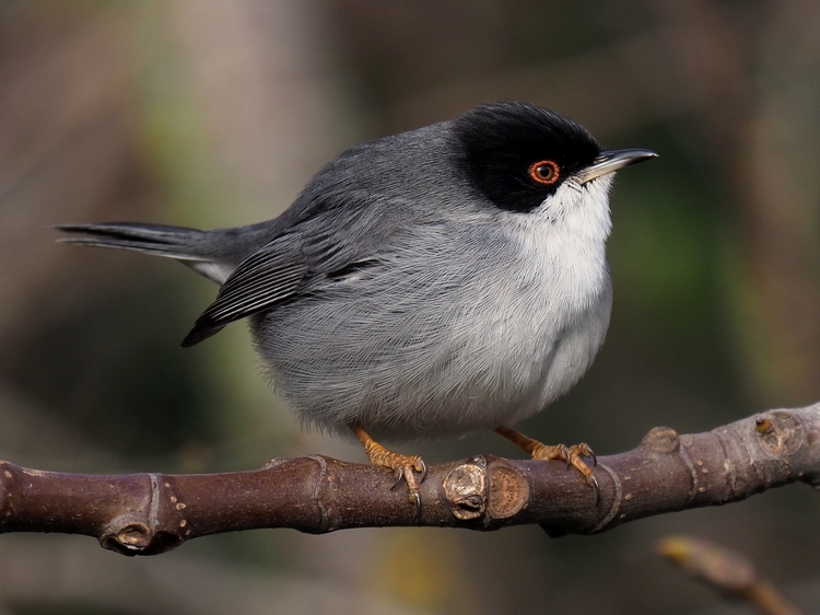 Occhiocotto